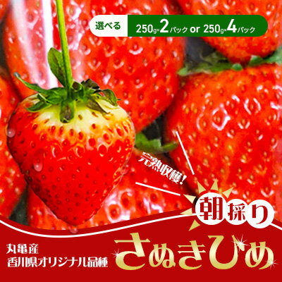 【ふるさと納税】 いちご 先行予約 朝採り さぬきひめ 250g×2パック / 250g×4パック 選べる内容量 丸亀産 フルーツ 果物 デザート 旬 産地直送 旬の果物 旬のフルーツ 冷蔵 冷蔵配送 先行 予約 2026年 1月中旬以降発送開始　お届け：2026年1月15日-4月10日頃