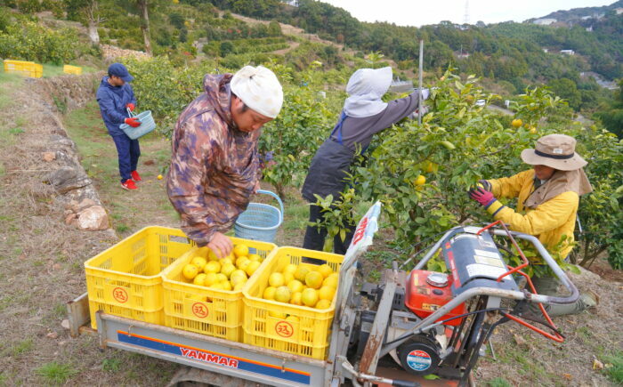 土佐ベルガモットのスパークリング 約500mlx12本セット/ 土佐生姜 ベルガモット スパークリング ジンジャーエール 爽やか 飲料 ドリンク 【はるのTERRACE】 [ATAV014]