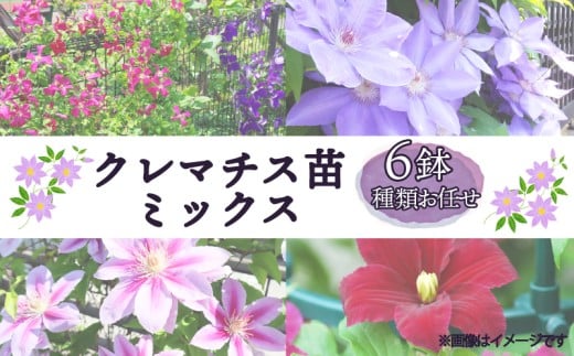 花苗 クレマチス 苗 6鉢 セット ミックス 種類 おまかせ 花 お花 鉢花 鉢植え 園芸 ガーデニング 富士山 静岡県 長泉町