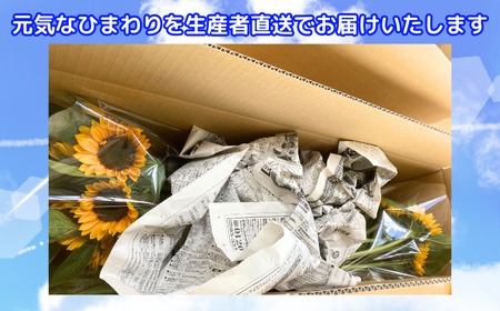 花 湘南のヒマワリ 切り花用 サンリッチオレンジ 10～15本 お花 フラワー 切花 生花 ひまわり 向日葵 植物 花束 家庭用 プレゼント 神奈川 藤沢