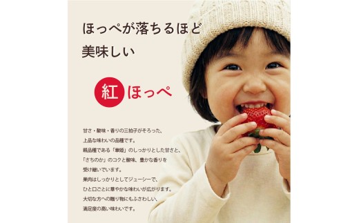 先行予約 いちご 苺 紅ほっぺ 贈答品 4パック：36～54粒 （2027年1月発送開始） | 高級 厳選 こだわり 贅沢 贈り物 ギフト プレゼント 限定 お取り寄せ 旬 甘い 大粒 高糖度 産地直