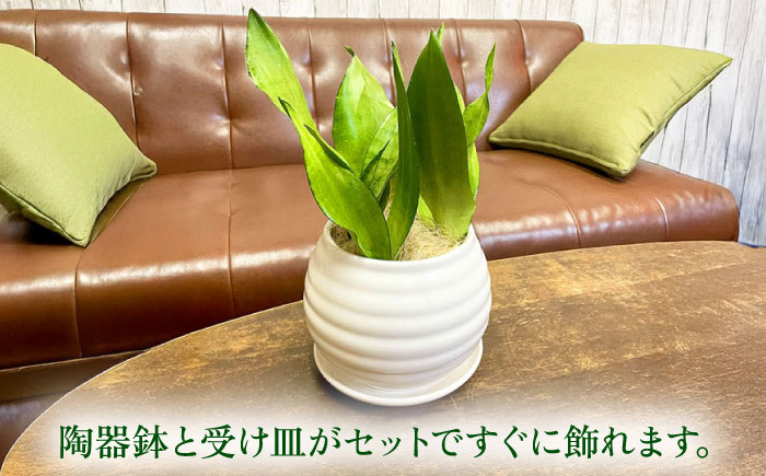 マイナスイオン発生植物！シルバーリーフ 『サンスベリア・ムーンシャイン』 ボーダーボールポット付 糸島市 / cocoha 観葉植物 グリーン 緑 インテリア [AWB045]