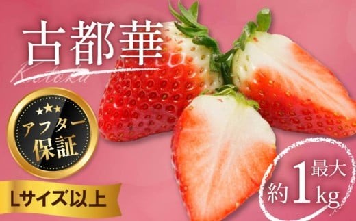 
                  【数量限定】いちご 古都華 500g～1㎏ Lサイズ以上 250g 2026年 1月発送 小分け パック フルーツ 果物 スイーツ 甘い いちご 苺 イチゴ ichigo ICHIGO いちご お取り寄せ 大粒 朝採り 大粒いちご itigo フルーツ 果物 国産 高級 家庭用 ケーキ お菓子 使用 500g 1㎏ 1万円 10000円 6000円 奈良県 奈良市
                