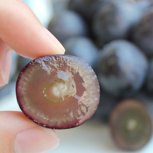 【皮ごとOK!】長野県産・種なしナガノパープル(約2kg)秀品＜8月下旬から順次発送予定＞