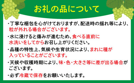 【濃厚芳醇】シャインマスカット 500g / シャインマスカット ぶどう フルーツ 果物 / 佐賀県 / さかもとさんの畑[41ABAA012]