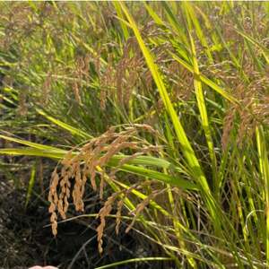 【令和7年産】初霜(源種)　白米5kg　(栽培期間中農薬・化学肥料不使用)【1721451】