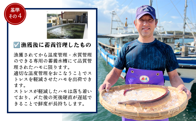 【 小豆島 】『小豆島島鱧』活け締め骨切り瞬間冷凍  新鮮 海の幸 ハモ 