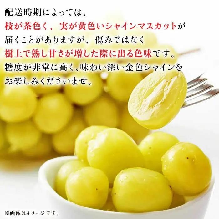 【先行予約】シャインマスカット 約1.2kg（2から3房） ぶどう 種なし  熊本 くまもと 九州 皮ごと  【合同会社 福福堂】[ZCN006]