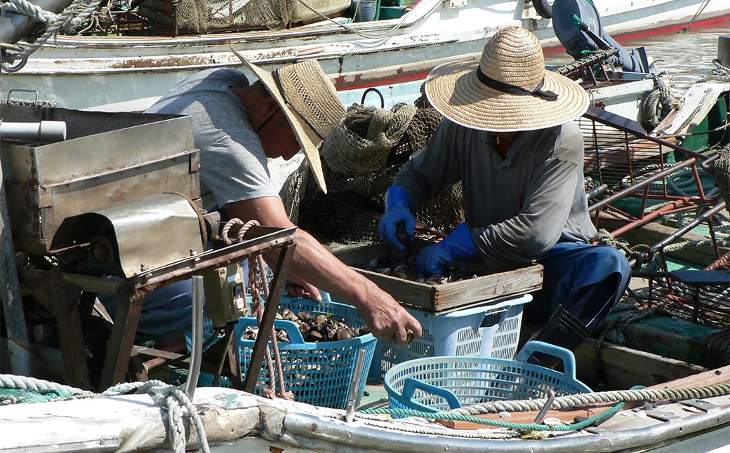 【指定日必須】 桑名産 天然はまぐり 6年～12年もの 500g ハマグリ 蛤 貝 カイ 天然 魚介 魚介類 海鮮 海の幸 冷蔵  焼きはまぐり 焼き蛤 その手は桑名の焼きはまぐり 特産