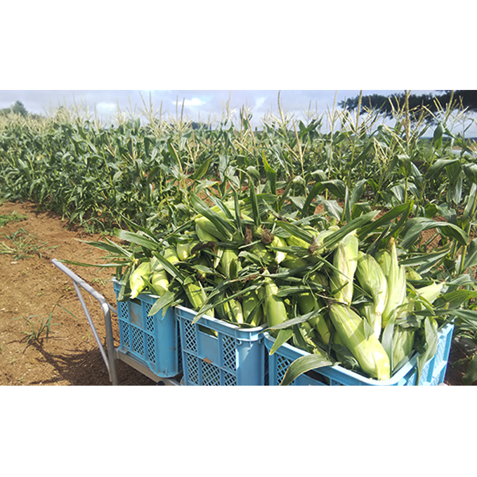 【 2025年 発送 】先行予約 かんのファーム 産 とうもろこし 食べ比べ 10本 セット( じゃがいも 付 )  北海道 上富良野町 とうもろこし トウモロコシ セット じゃがいも ジャガイモ 先