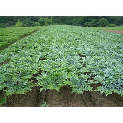 ふるさと納税 下仁田町 【さとふるで郷土料理体験】群馬県産『手作りこんにゃくのセット』