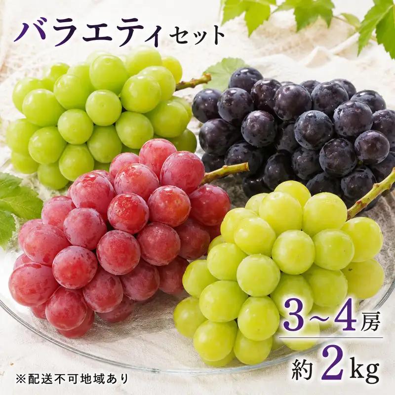 ぶどう詰合せ バラエティセット しばくらぶどう園 岡山県産 ぶどう詰合せ【約2kg 3〜4房】