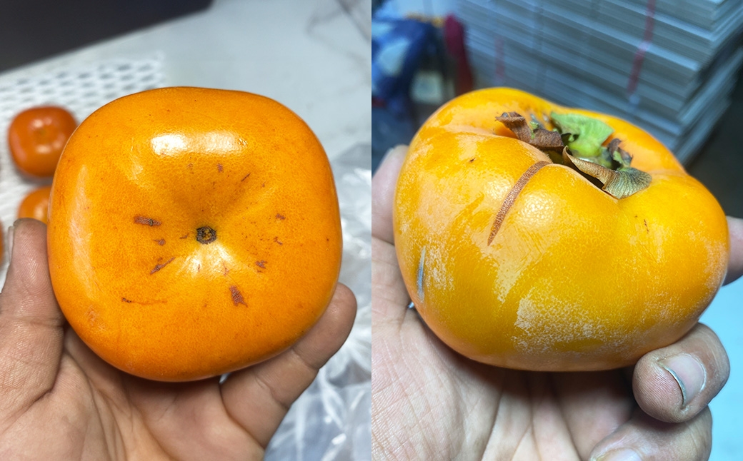 福岡県ブランド柿 秋王 訳あり品 5～7玉 約1.8kg 種無し