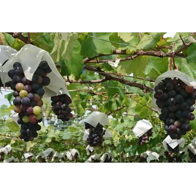 ふるさと納税 韮崎市 赤ワイン マスカット・ベーリーA 白ワイン 甲州 各750ml×1本(計2本) |  | 01