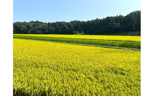 ＜定期便＞【令和8年度】新米 こしひかり（精米）5kg【3ヶ月】鈴鹿山麓の銘水が育てた米 │ 米どころ 三重県産 小山田地区  小山田米  米 コメ 白米 精米 定期便 5kg×3ヶ月 こしひかり