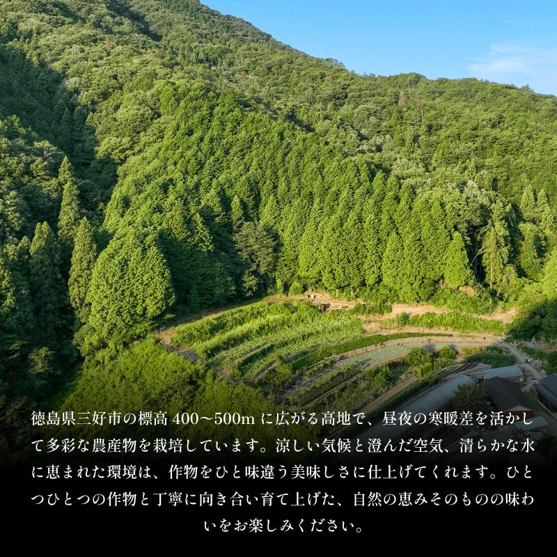 干し芋 1kg 小分け 便利 1袋 100g 徳島県産 紅はるか