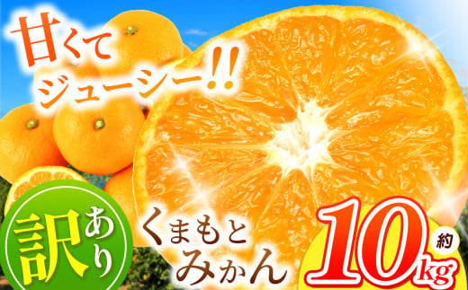 訳あり くまもと みかん 約 10kg 【 11月頃～1月頃まで 発送 】 | 果物 くだもの フルーツ 柑橘 柑橘類 みかん ジューシー みかん 甘い みかん ミカン 家庭用 みかん 温州 みかん 蜜柑 みかん ミカン 熊本県 玉名市 