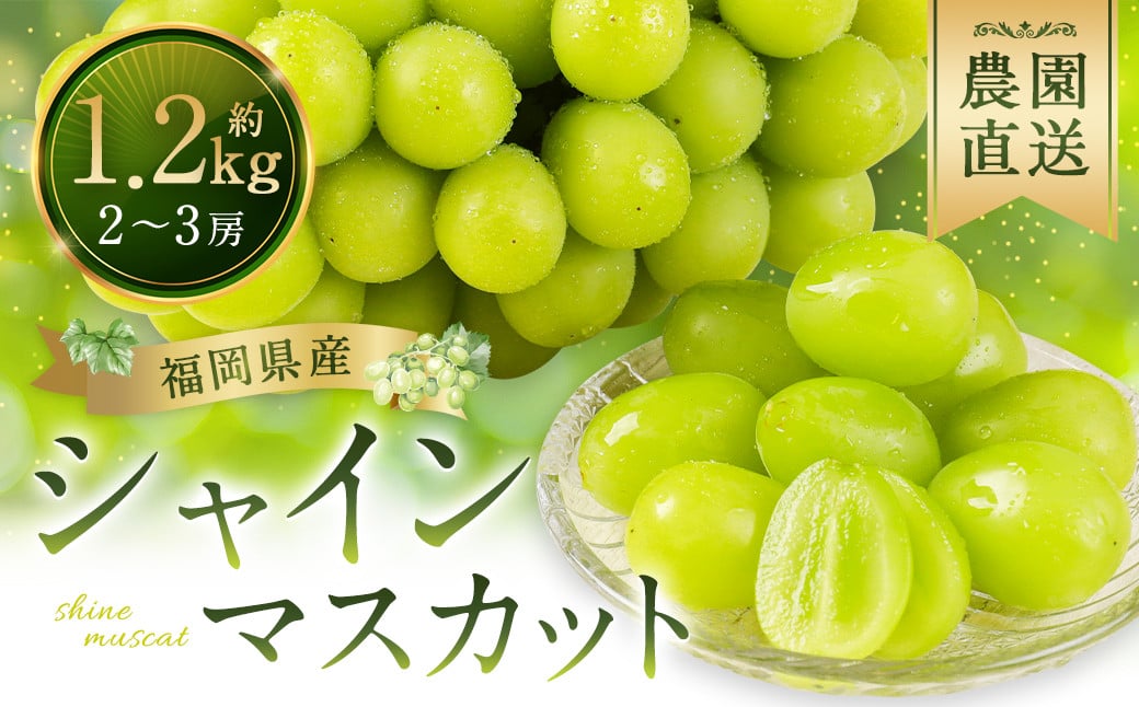 農園直送 ！ シャインマスカット 約1.2kg 2~3房 【2025年9月上旬から10月上旬発送予定】 ぶどう マスカット 果物 フルーツ