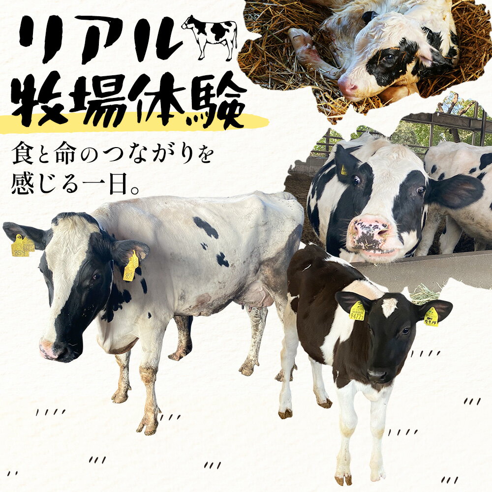 【ふるさと納税】体験 牧場 食と命のつながりを感じるリアル牧場体験 ～ こはら牧場 in 笠岡湾干拓地 ～ 《30日以内に出荷予定(土日祝を除く)》株式会社こはら 岡山県 笠岡市 牛 乳牛 酪農 学習