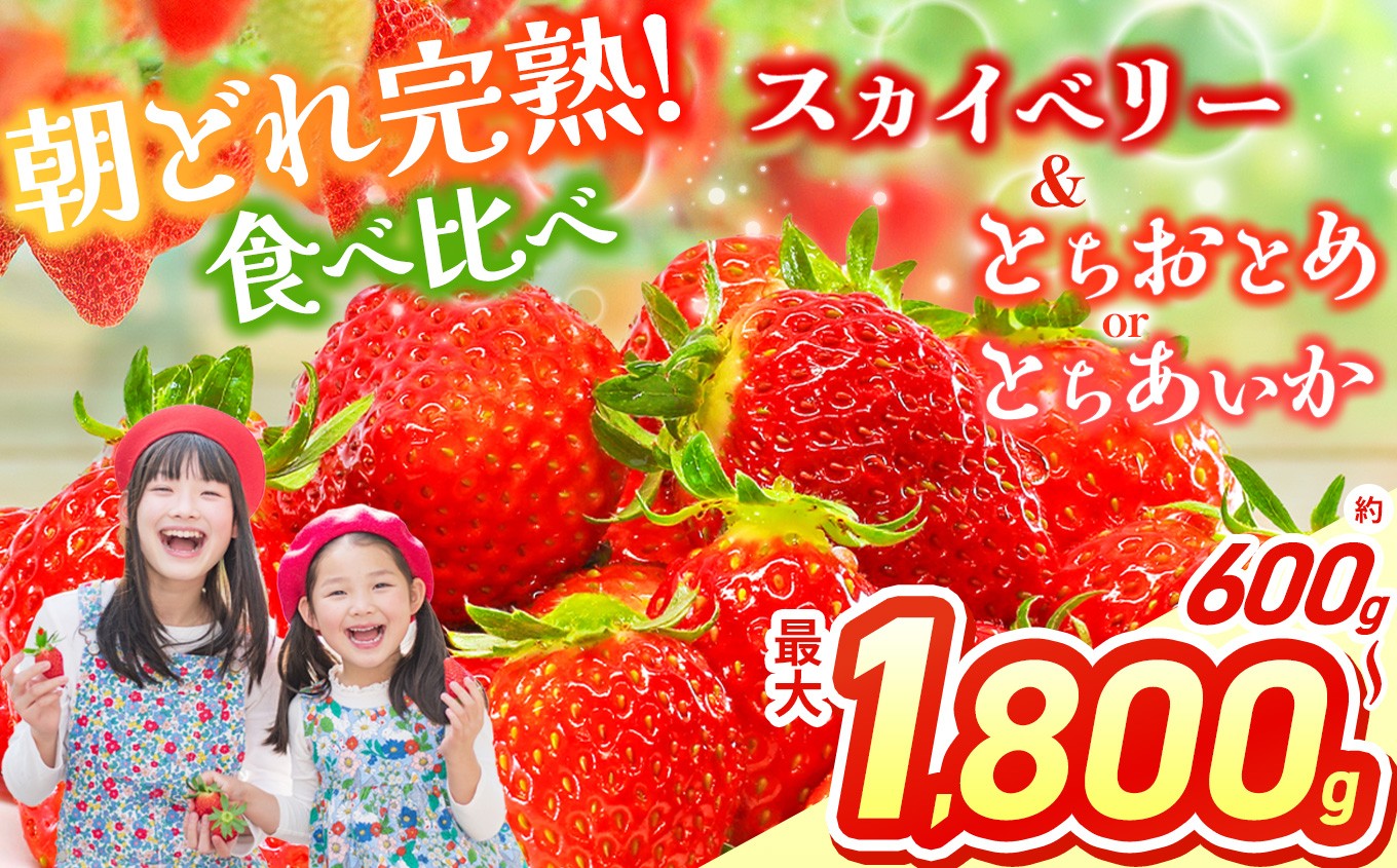 
            【2026年先行予約】スカイベリー＆とちあいか スカイベリー＆とちおとめ 食べ比べ 300g×2 2箱 3箱 | 果物 くだもの フルーツ 野菜 やさい ヤサイ 苺 イチゴ いちご とちあいか とちおとめ スカイベリー 食べ比べ 新鮮 甘い 数量 限定 美味しい 果物 フルーツ デザート 栃木県 那珂川町 送料無料
          