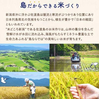 ふるさと納税 佐渡市 佐渡島産 川上さんのコシヒカリ 無洗米20kg 令和7年産 特別栽培米 【食の宝島佐渡】 |  | 02