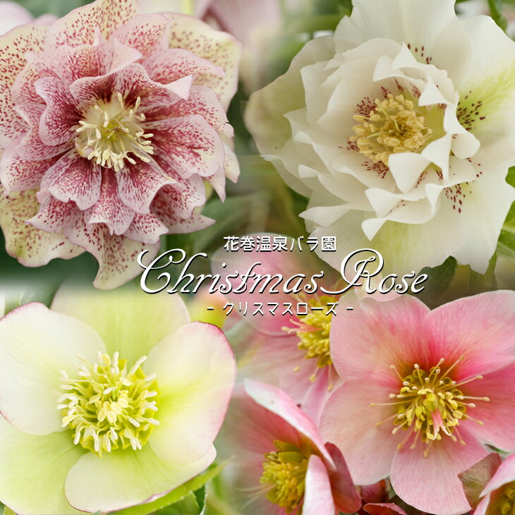 【ふるさと納税】花巻温泉バラ園で育ったクリスマスローズ苗〈2026年2月上旬より順次発送〉 ≪本数が選べる 1本 or 2本≫ 岩手 花巻温泉 バラ園 ふるさと納税 花 冬の貴婦人 花言葉 いたわり 慰め 追憶 私を忘れないで 一重咲き 半八重咲き 八重咲き スポット ピコティー