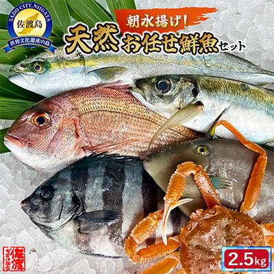 ふるさと納税 佐渡市 【佐渡産】 天然鮮お任せ鮮魚セット 2.5kg　佐渡沖で水揚げされた魚を即日配送