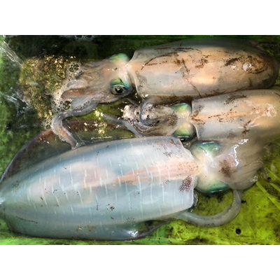 
            竹中水産のアオリイカ2kg前後!(±100g)＜H22-273＞【1143921】
          