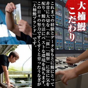 【数量限定】うなぎの大楠＜超特大＞1尾190g a1-016