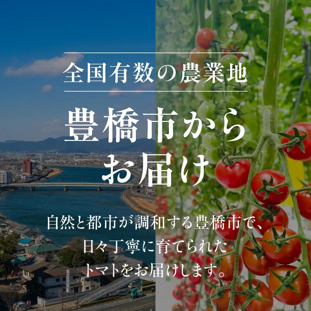 《先行予約》豊橋市産 キャベツ 3玉（計3.5kg） 産地直送