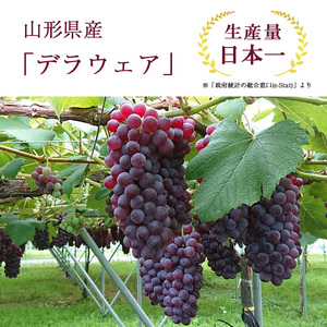 種なし ぶどう「デラウェア」2kg 秀品 2L～3Lサイズ（10～12房）《2025年7月下旬頃～8月上旬頃発送予定》　013-B-CS007