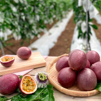 ふるさと納税 糸満市 【2026年発送・贈答用1kg(9玉〜11玉)】栽培期間中農薬不使用のパッションフルーツ |  | 03