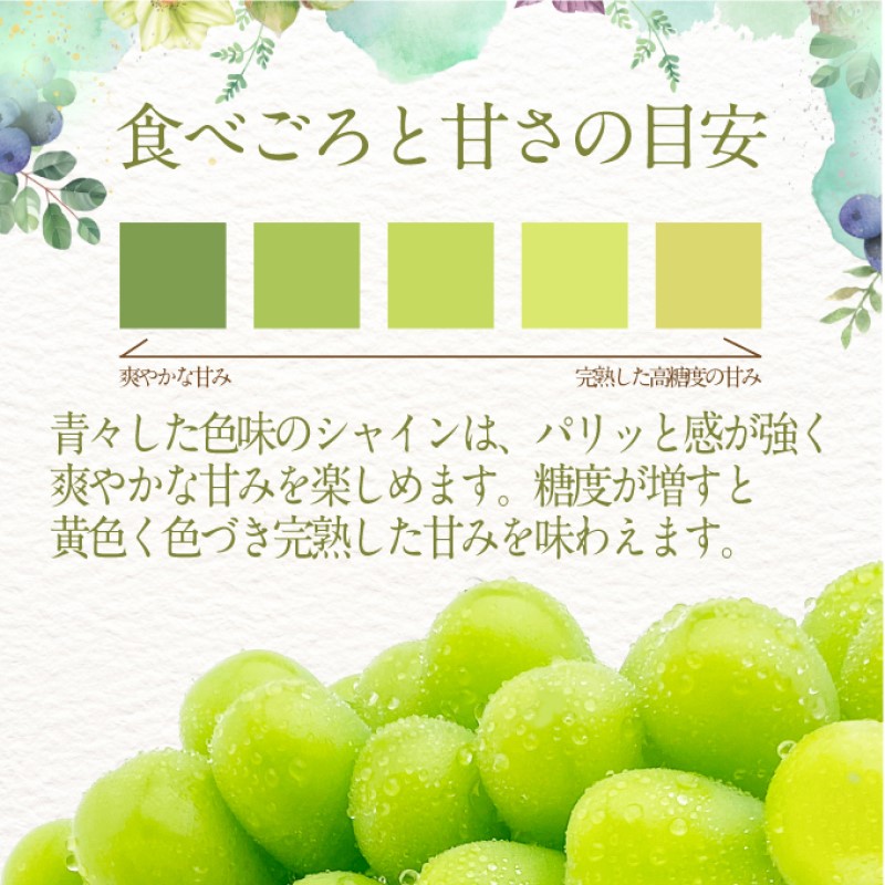 ぶどう 2024年度分 先行予約 シャインマスカット 晴王 1房 約650g 定期便 3回 岡山県産 葡萄 ブドウ ギフト ハレノフルーツ 皮ごと食べる みずみずしい