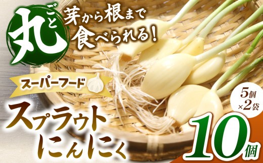 無農薬水耕栽培 スプラウトにんにく 2袋10個セット（1袋5個入り）｜ふるさと納税 長野県 松本市 農薬不使用 水耕 野菜 サラダ にんにく セット 安全 安心 美味しい