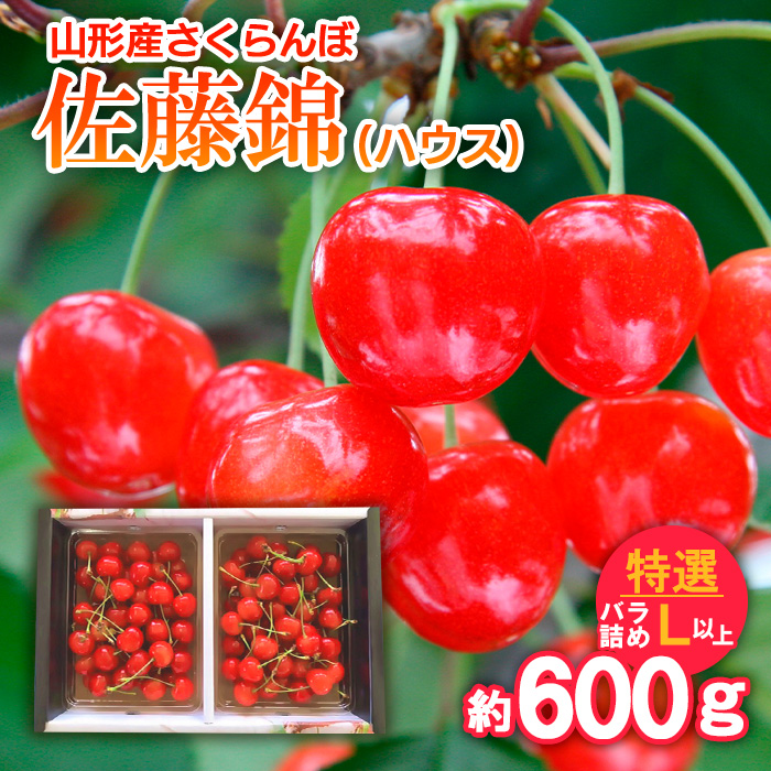 さくらんぼ 佐藤錦(ハウス)特選 バラ詰め L以上 約600g 【令
