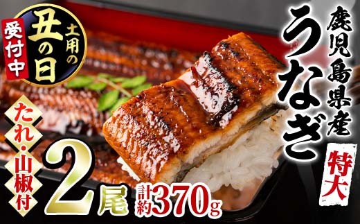 
                  ＜丑の日発送も選べる！＞＜特大＞うなぎ蒲焼き(無頭)(2尾・計約370g・タレ、山椒付)うなぎ 高級 ウナギ 鰻 国産 蒲焼 蒲焼き たれ 鹿児島 ふるさと 人気【アクアおおすみ】
                