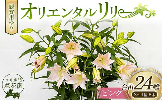 ユリ専門＜深花園＞観賞用ゆり オリエンタルリリー ピンク 3～4輪8本  植物 フラワー 花 F23R-502