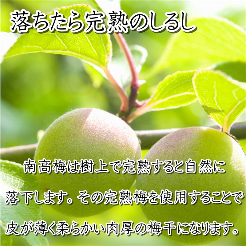 紀州南高梅使用 こんぶ風味梅干 1.5kg（和歌山県産）