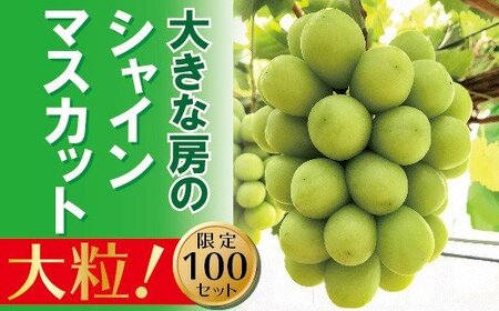 DD-85　【贈答用】　岡山のあまーいシャインマスカット　1房（大房）