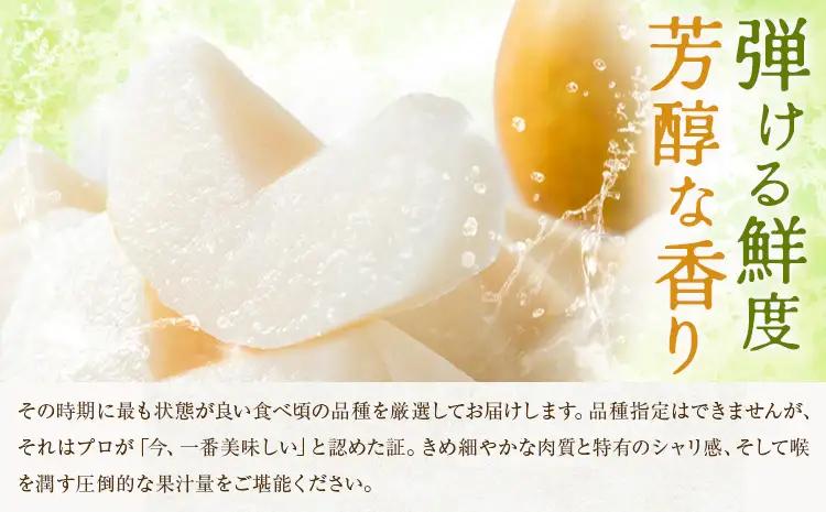 先行予約 旬の梨 約2kg 梨