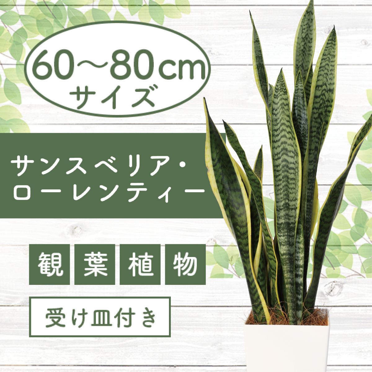 【ふるさと納税】＜先行予約受付中！2025年6月上旬以降順次発送＞サンスベリア・ローレンティー(60〜80cm)美しい立姿が印象的な育てやすい観葉植物です！※北海道・沖縄・離島配送不可※ 観葉植物 鉢付 受け皿付 リビング オフィス おしゃれ プレゼント 【GreenBase】
