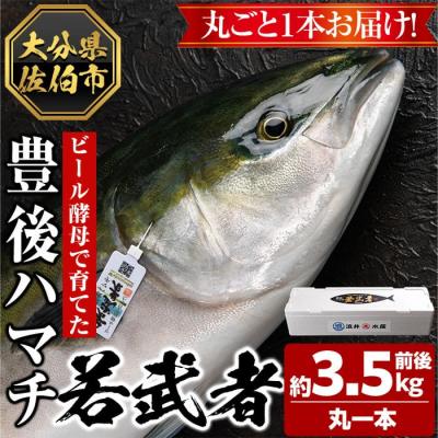 ふるさと納税 佐伯市 <先行予約受付中!2026年11月以降順次発送予定>豊後ハマチ 若武者(丸一本)