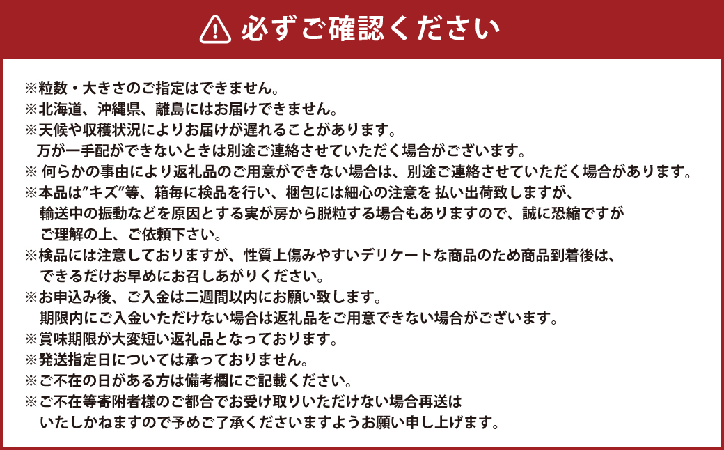 岡山県産 シャインマスカット 晴王 1房 約600g 【2024年8月下旬～10月上旬迄発送予定】 岡山 大粒 たねなし マスカット 果物 くだもの フルーツ ぶどう ブドウ 葡萄 人気