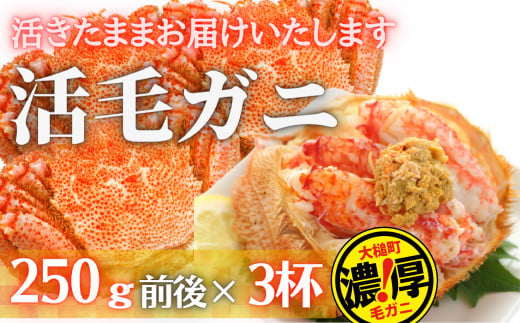 【令和7年発送】三陸産 三陸活毛ガニ 250g×3杯（3尾）【2025年3月～4月発送】　