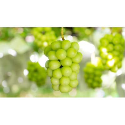 【2026年発送】農家直送のシャインマスカット4kg【配送不可地域：離島】