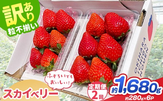 【先行予約】【定期2回】訳あり スカイベリー 約  280g × 6P｜【栃木県共通返礼品】いちご イチゴ 苺 訳あり 不揃い 粒 栃木県 那珂川町 送料無料