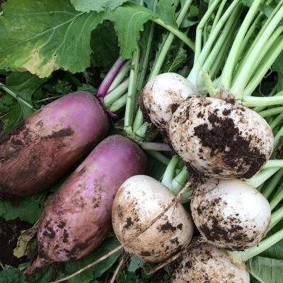 ふるさと納税 苓北町 旬のお野菜・果物セット【栽培期間中農薬・化学肥料不使用】 |  | 02
