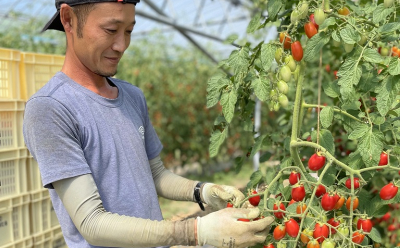 [野菜ソムリエサミット金賞] ミニトマト 1kg キャロルスター 北海道仁木町産【2024年発送】