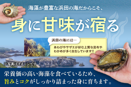 海鮮 サザエ あわび詰合せ 計12～15個 海鮮 セット 【033_1775】