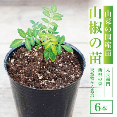 【ふるさと納税】【西根の森】山椒の苗(ポット苗) 6本セット【1696849】